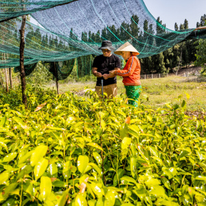 Vietnam-Trees-for-All-15-1440x0-c-default.jpg